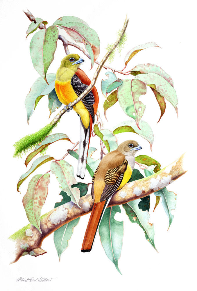 Trogons sample page